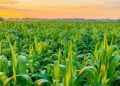 CBN moves to capture 200,000 maize farmers in Nigeria