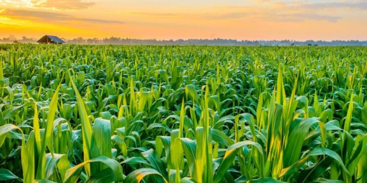 CBN moves to capture 200,000 maize farmers in Nigeria