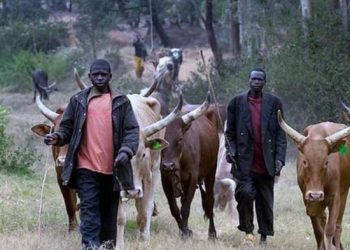 Open grazing: Justice Adewale Thompson banned it 52 years ago