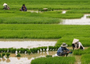 CBN Gives N4b Loan To Rice Farmers In Jigawa