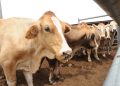Blockade: Beef Scarcity, Rising Cost Of Food Items Hit Lagos, Ogun, Oyo, Others