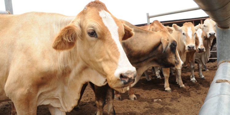 Blockade: Beef Scarcity, Rising Cost Of Food Items Hit Lagos, Ogun, Oyo, Others