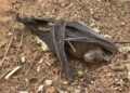 Nigerian Scientist Condemns Bat Killings in Kaduna, Calls for Protection