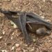 Nigerian Scientist Condemns Bat Killings in Kaduna, Calls for Protection