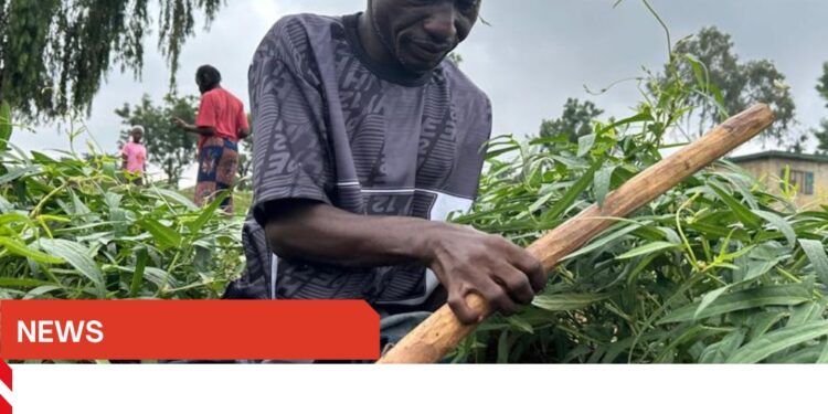 Inclusive Farming Empowers People with Disabilities in Kaduna - Daily ...