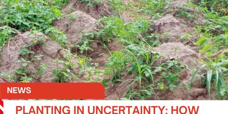 PLANTING IN UNCERTAINTY: HOW CHANGING RAINFALL PATTERNS ARE DISRUPTING THE FOOD BASKET OF THE NATION